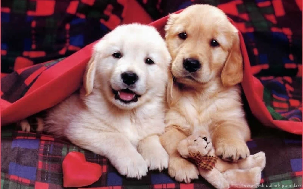 Cute Puppies Images