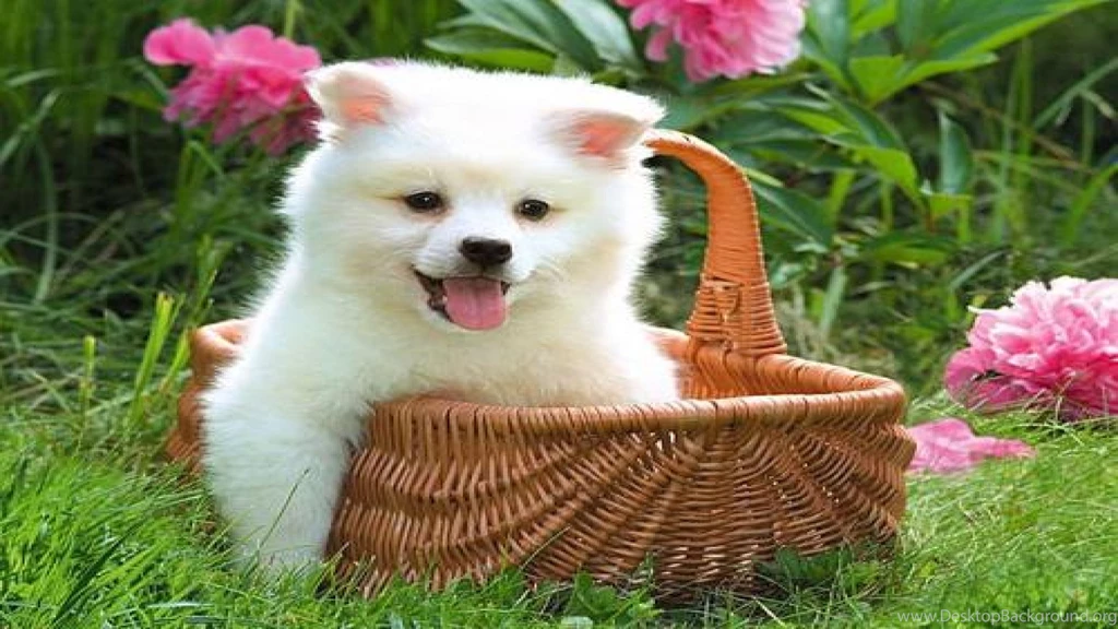 Cute Puppy Pictures Free Download