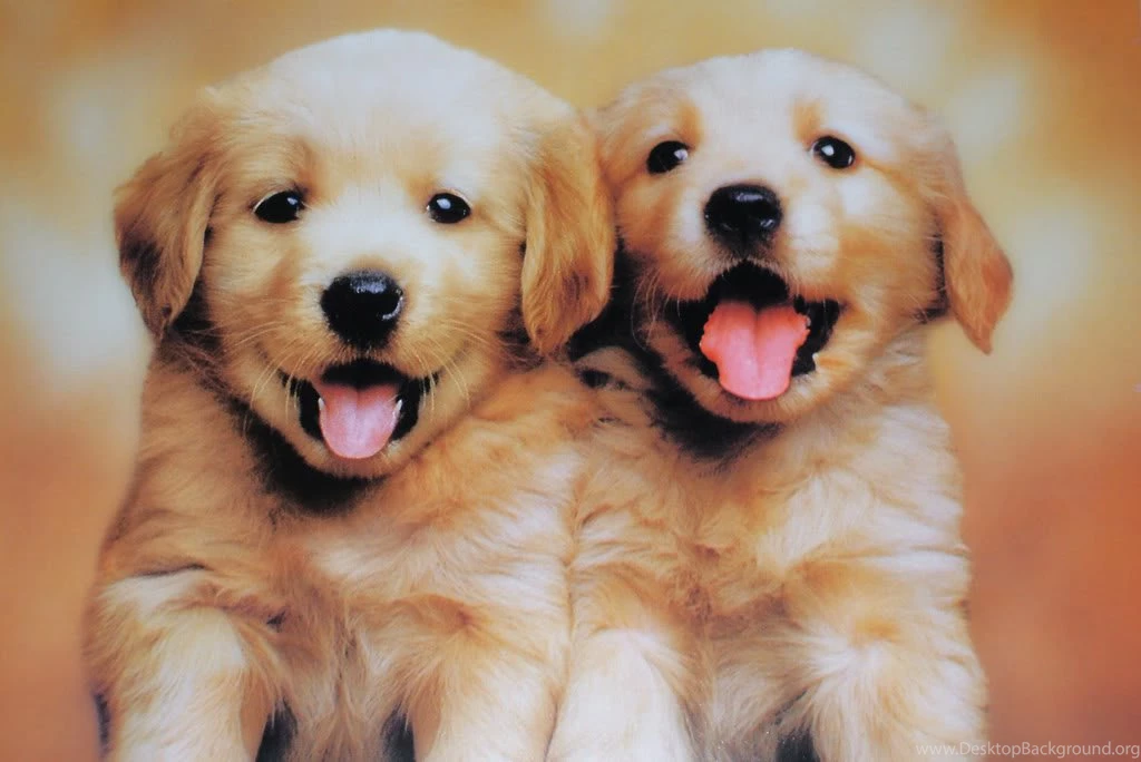 Puppy World: Free Puppy Photos
