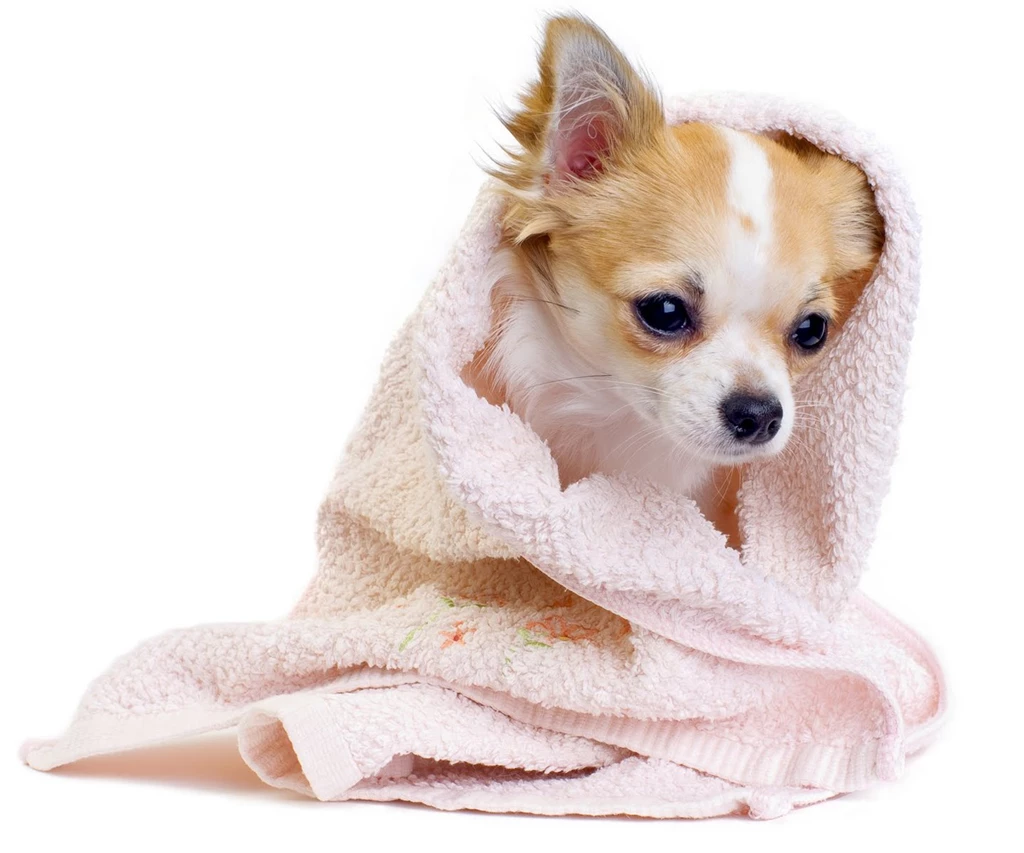 Puppy Cute Puppy Wallpaper Backgrounds Widescreen – Fine HD ...