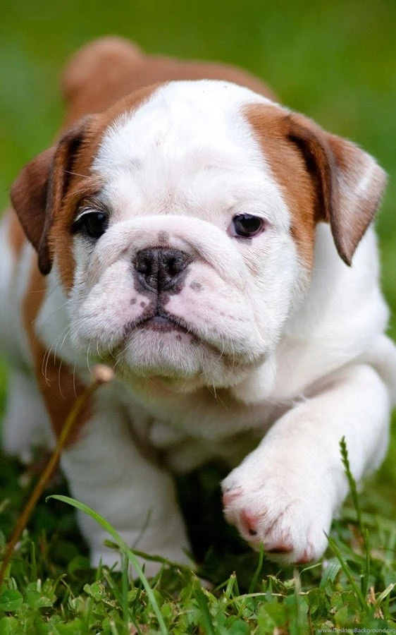 Puppies Live Wallpapers Android Apps On Google Play