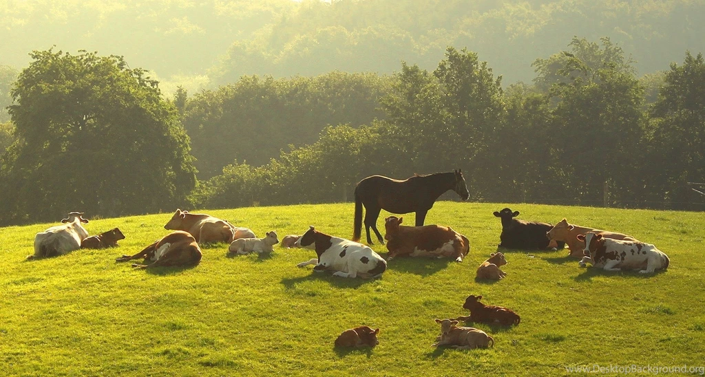 Trees Animals Horses Cows Farm Life Baby Free Desktop Wallpapers ...