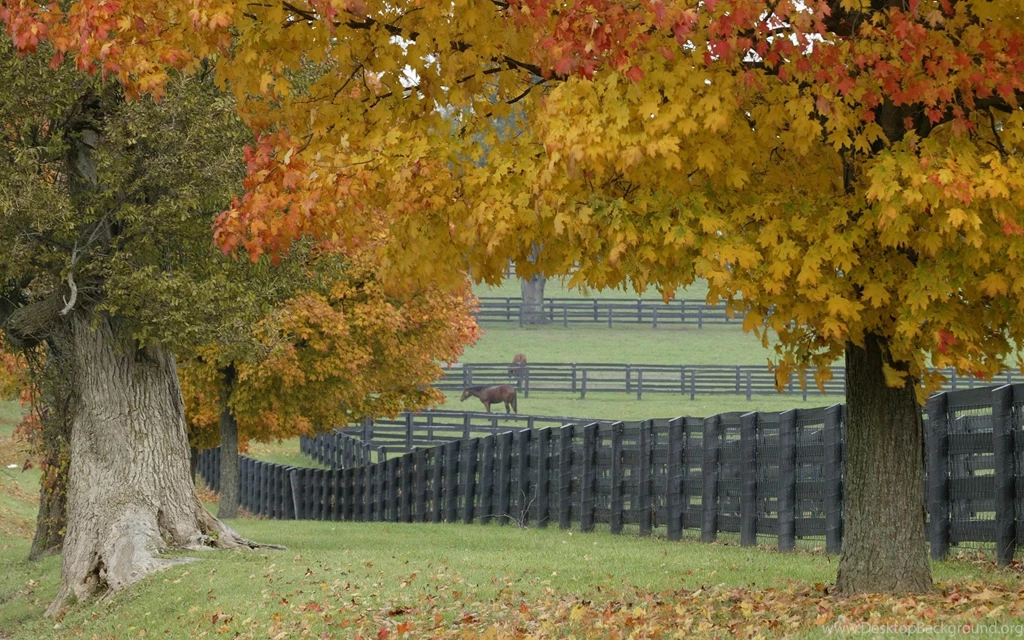 1920x1200 Horse Farm Desktop PC And Mac Wallpapers