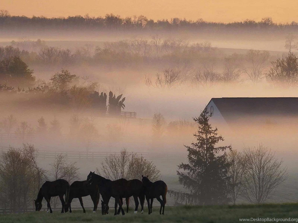 Desktop Wallpapers · Gallery · Travels · Foggy Horse Farm