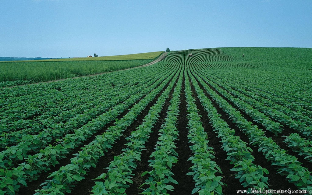 Green Farm Scenery - Landscape Wallpapers Free Download ...