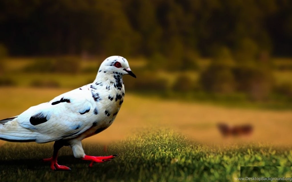 HD Widescreen_Latest PC Wallpapers Free Download