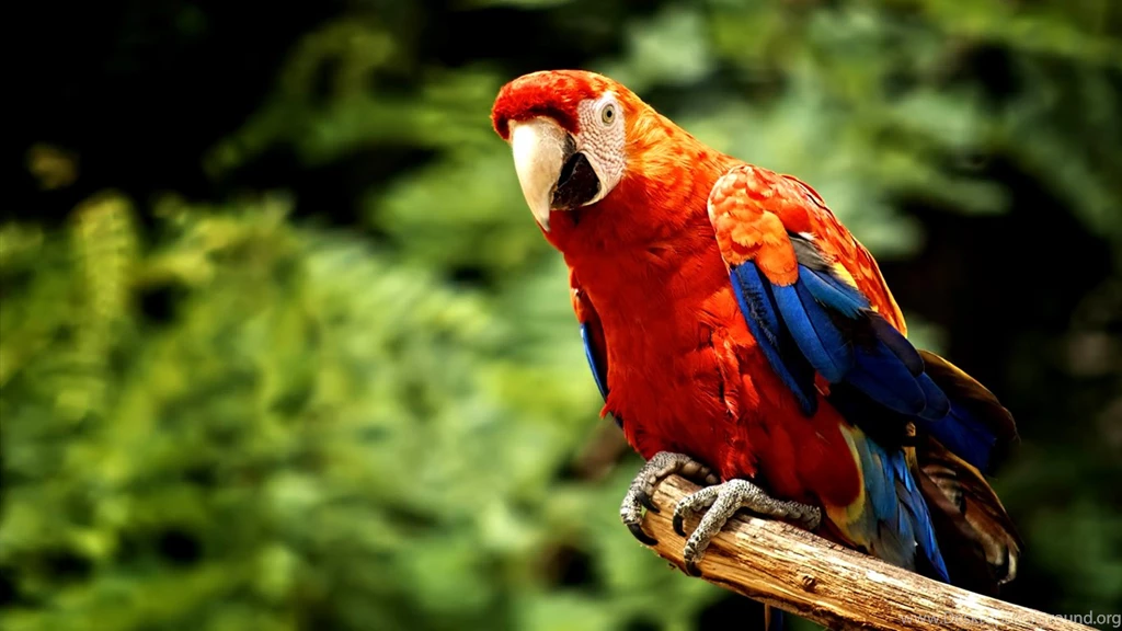 Parrot Indian Parrot Latest Wallpapers Hd Wide 1080p For PC – Fine ...