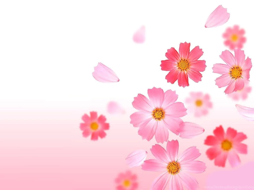 Pink Flower Wallpapers