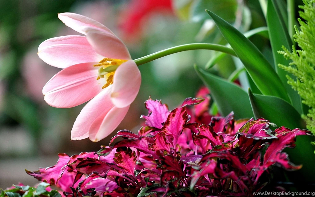 PINK FLOWER BACKGROUND   Online Wallpapers HD