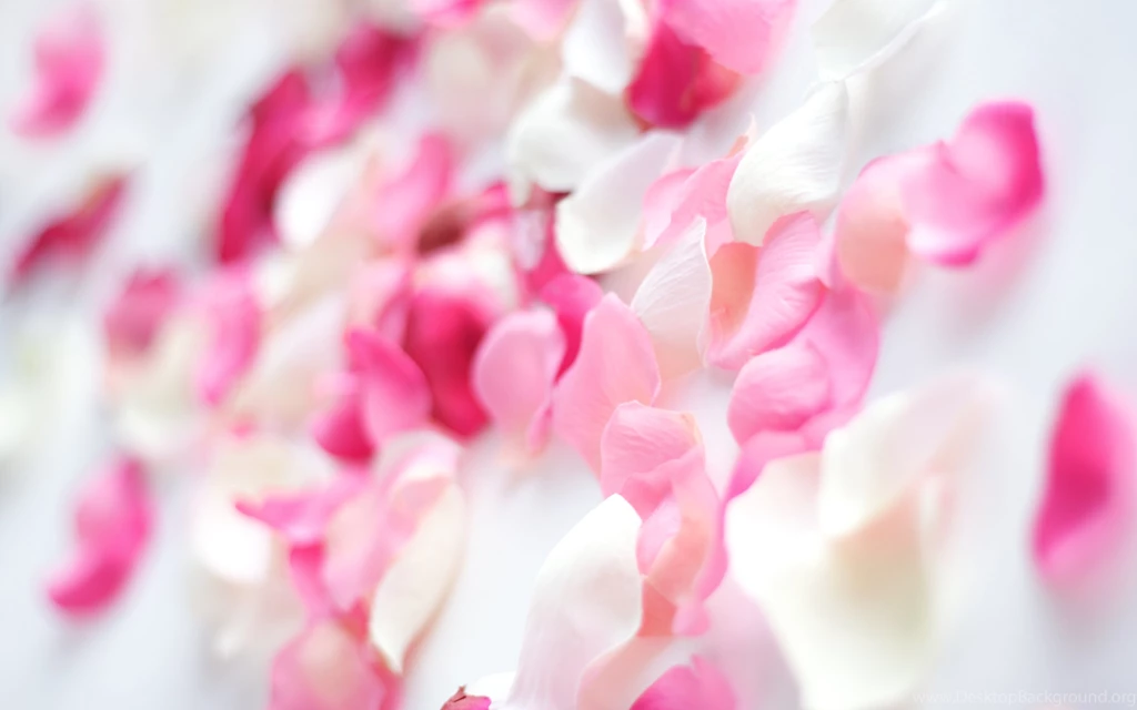 870437 Pink Flowers Wallpapers