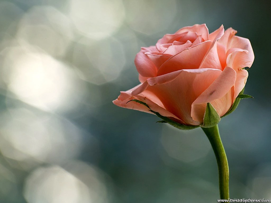 Desktop Wallpapers » Flowers Backgrounds » Rose For The Special ...