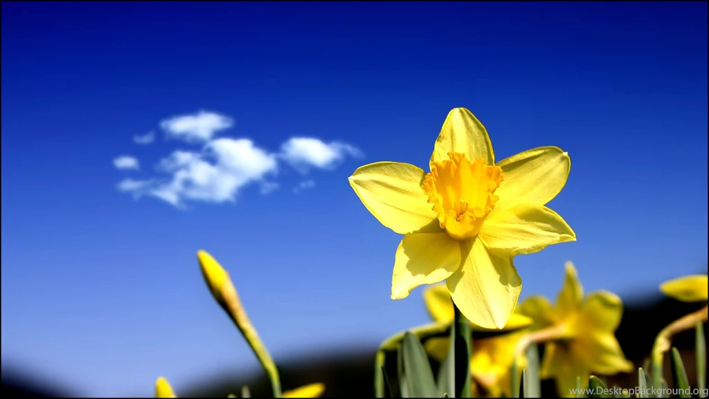 Free Ringtones And Wallpapers 4 Items