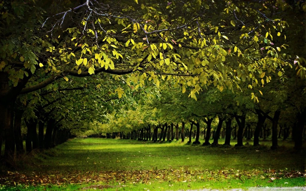 A Walnut Orchard In The Fall HD Desktop Wallpapers : High ...