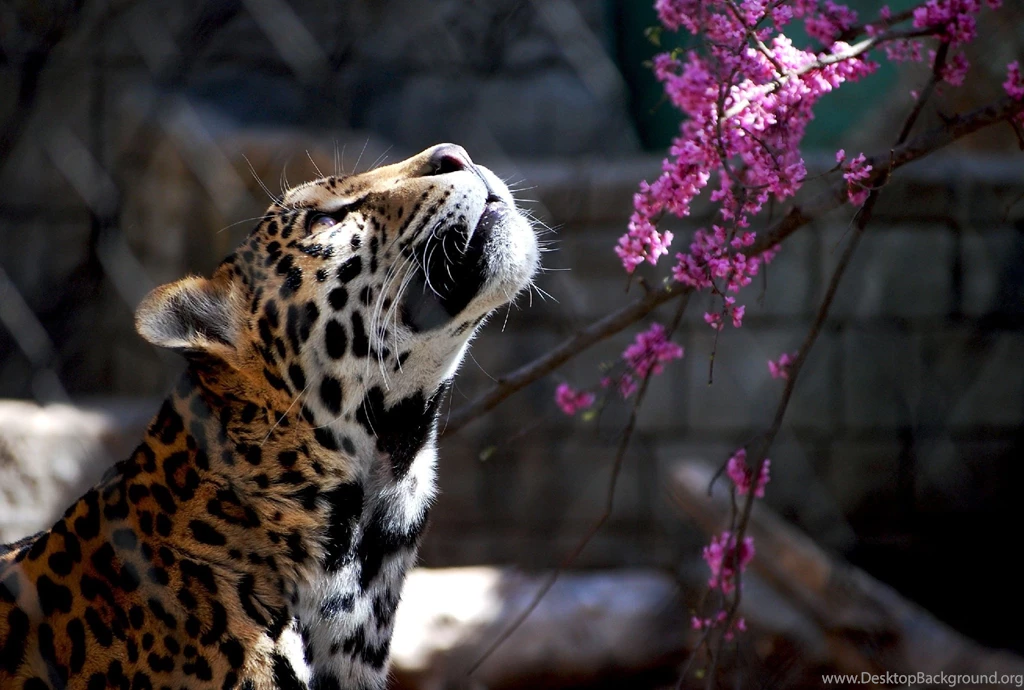 Wild Cat Hd Wallpapers