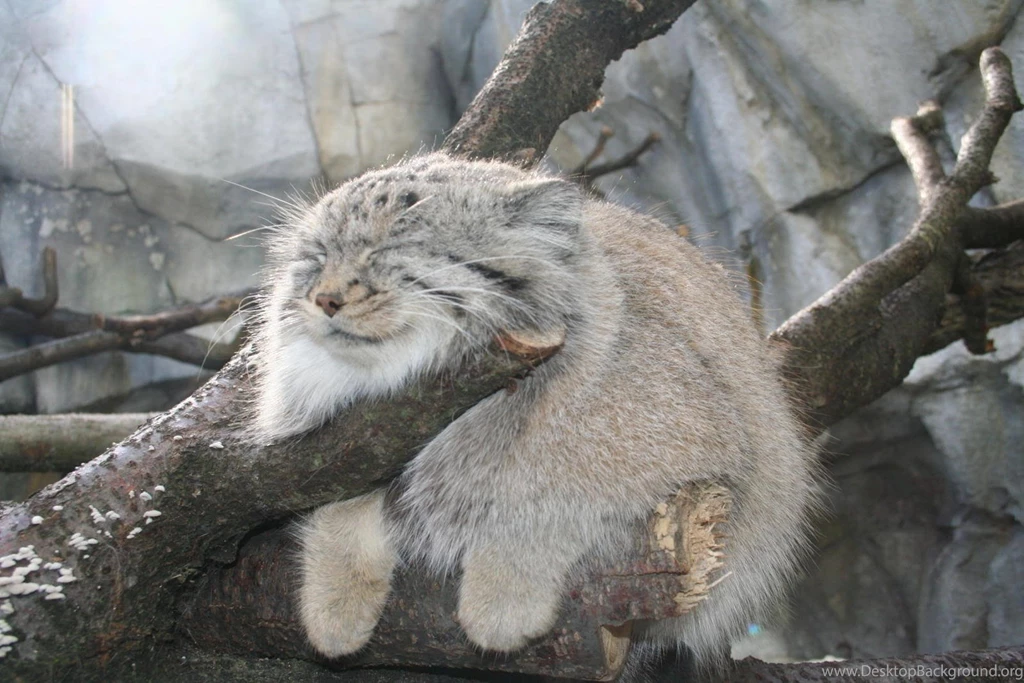 Wild Cat Wallpapers Wallpapers Cave