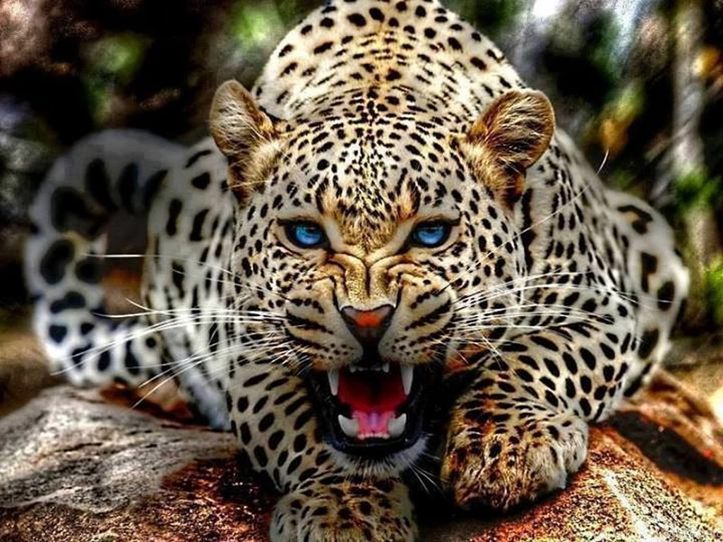 Leopard Wild Cat Hunter Wallpapers