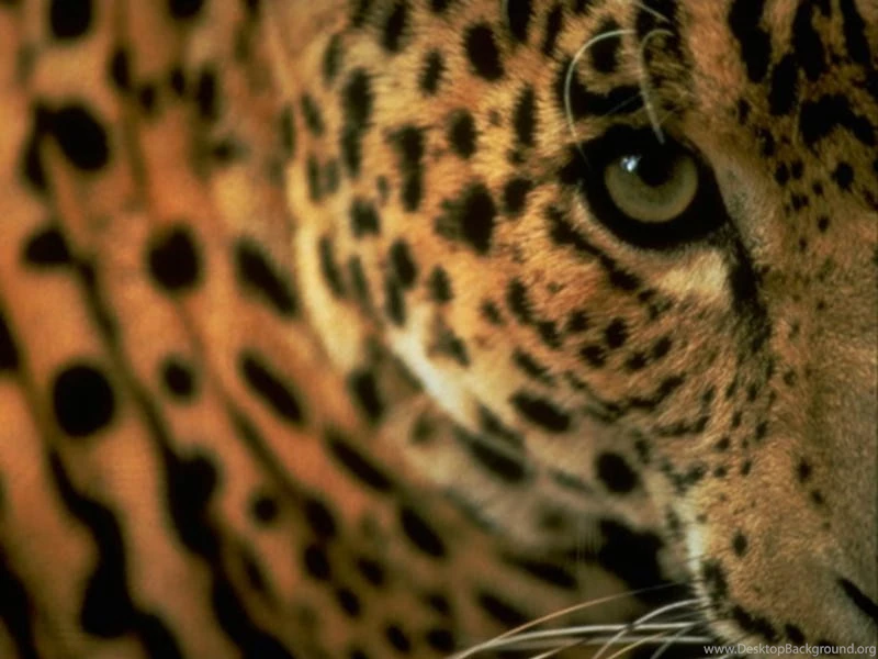 Wild Cats Wallpapers, African Tigers Backgrounds