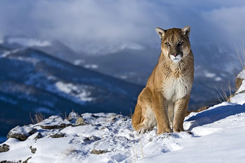Big Wild Cats Wallpapers 1 High Definition : Widescreen Wallpapers