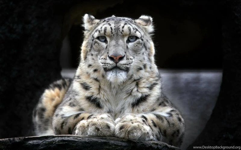 Animals,wild Cat Animals Wild Cat Snow Leopard 1920x1200 Wallpapers ...