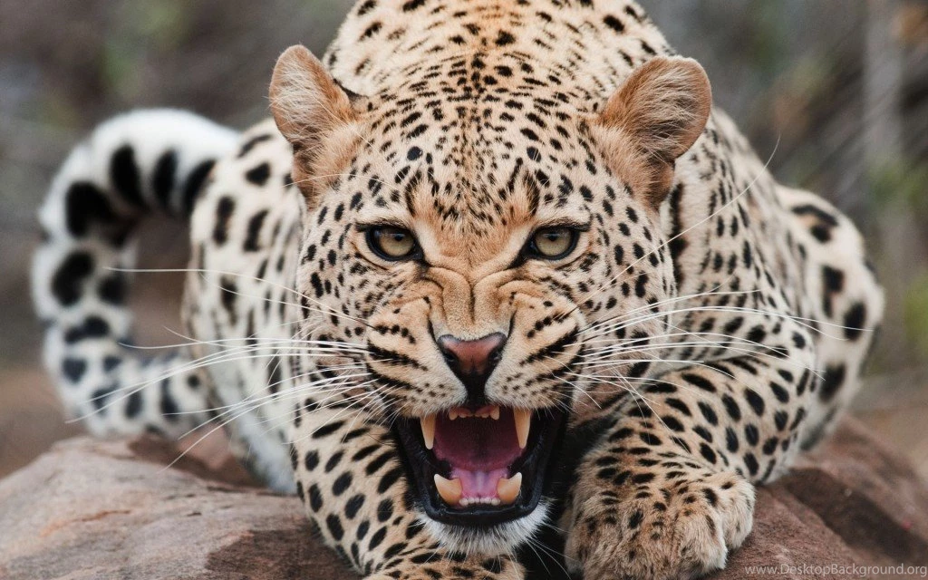 Wild Animals Wallpapers