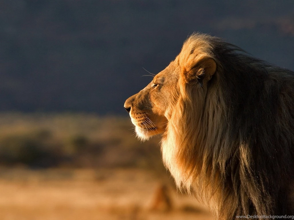 Lion Wallpapers Large Wild Cat Lion Hischnik Male King Of Beasts ...