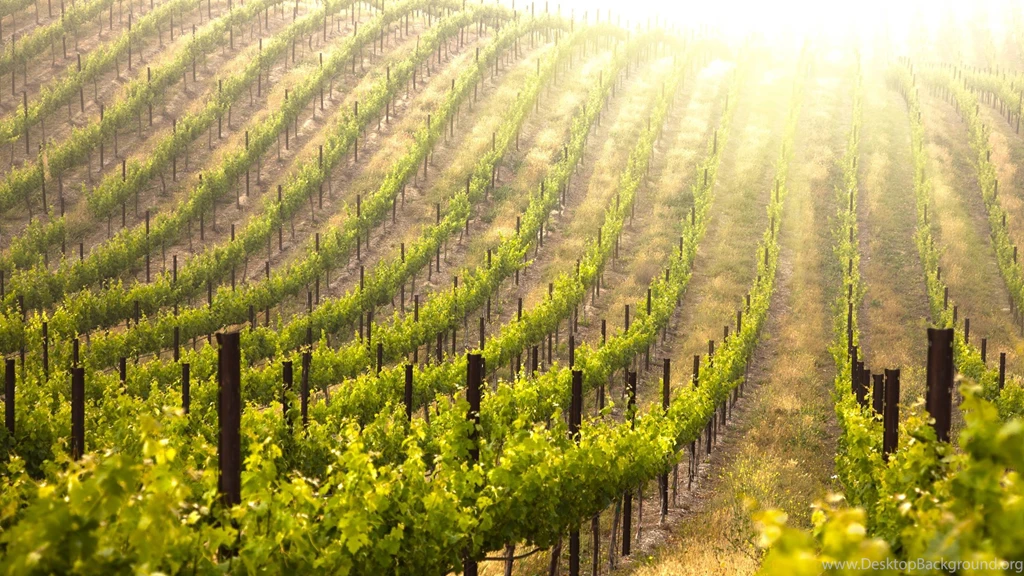 Vineyard Wallpapers Hd Wallpapers Page 0