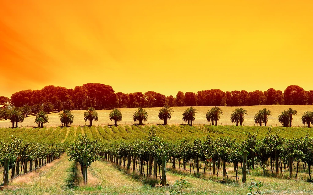 SUNSET VINEYARD WALLPAPER (