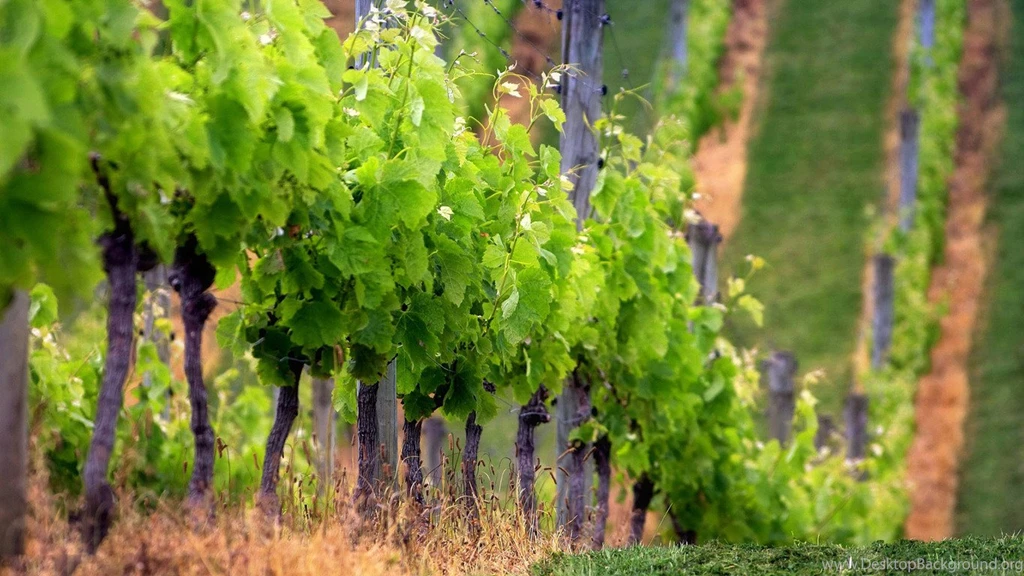Top Italy Vineyard Wallpapers Wallpapers