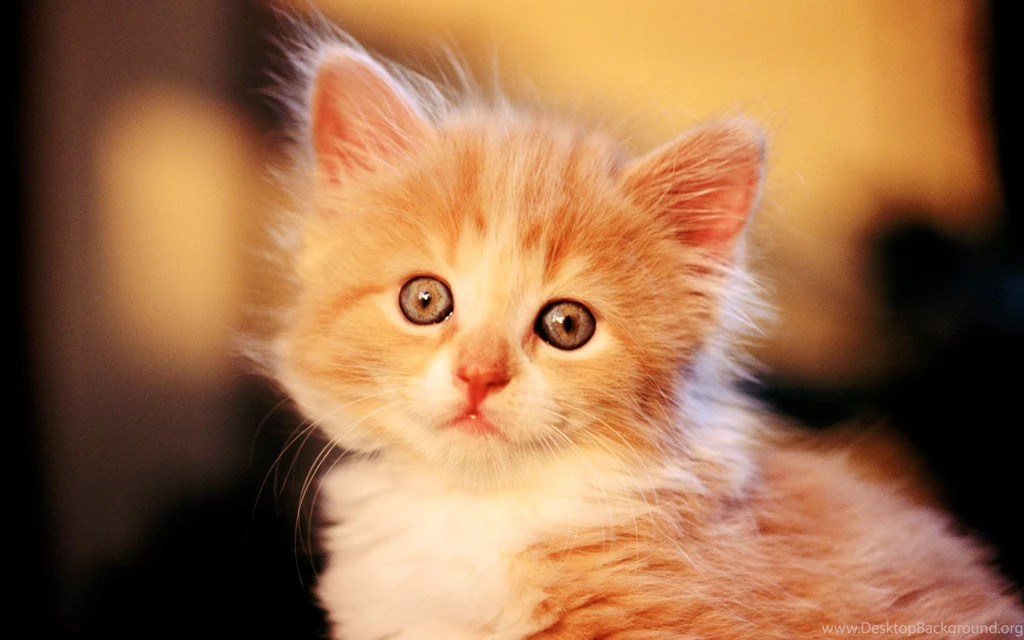 Baby HD Wallpapers, Cat Backgrounds