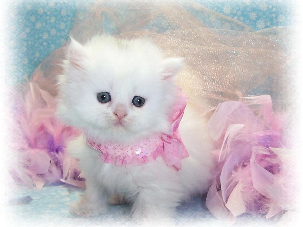 Wallpapers Cats Baby Of Persian 1024x768
