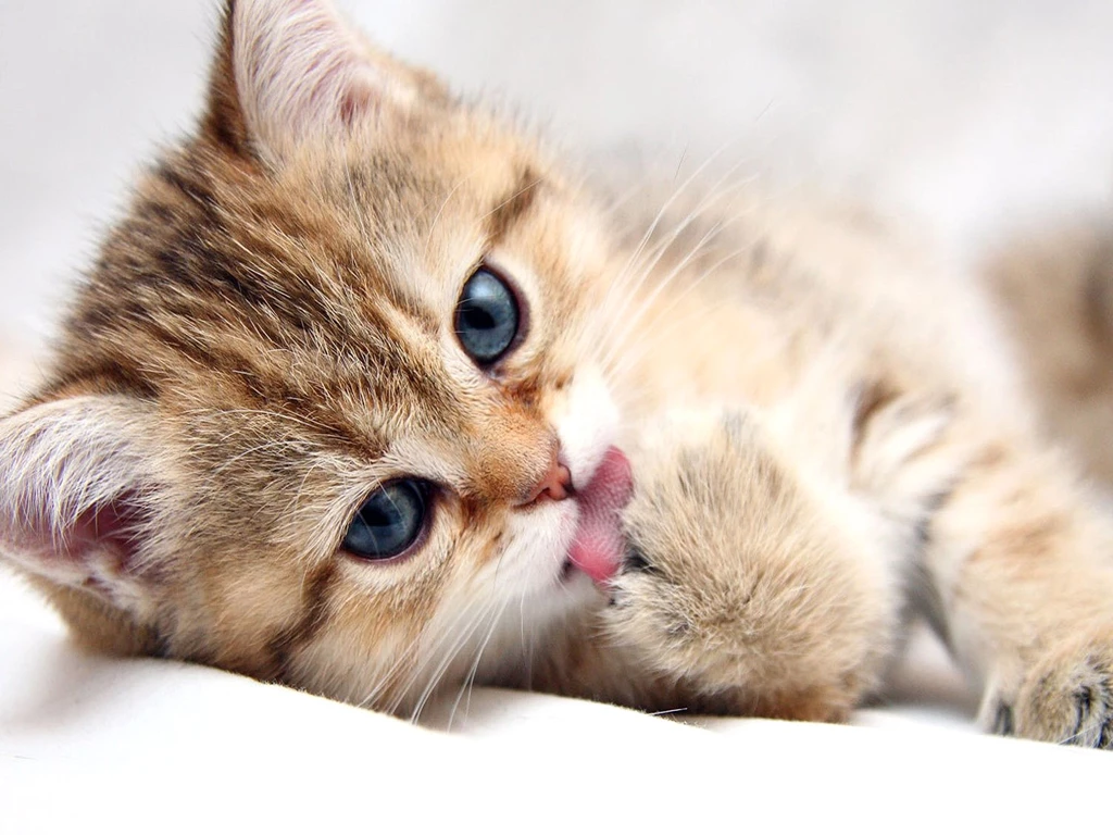 Cat, Paw, Hd Cat Wallpapers, Puffy Cats, Widescreen Pussycats ...