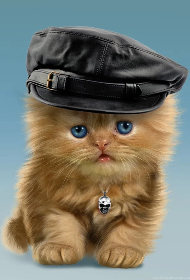 Baby Cat, Cute Live Wallpapers Android Apps On Google Play