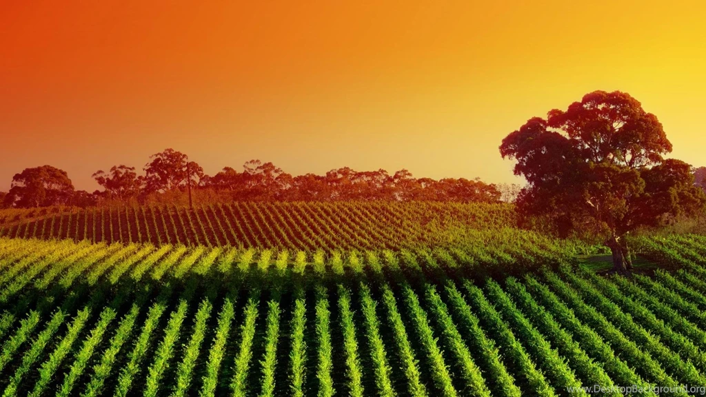 Landscapes Nature Fields Sunlight Vineyard Wallpapers