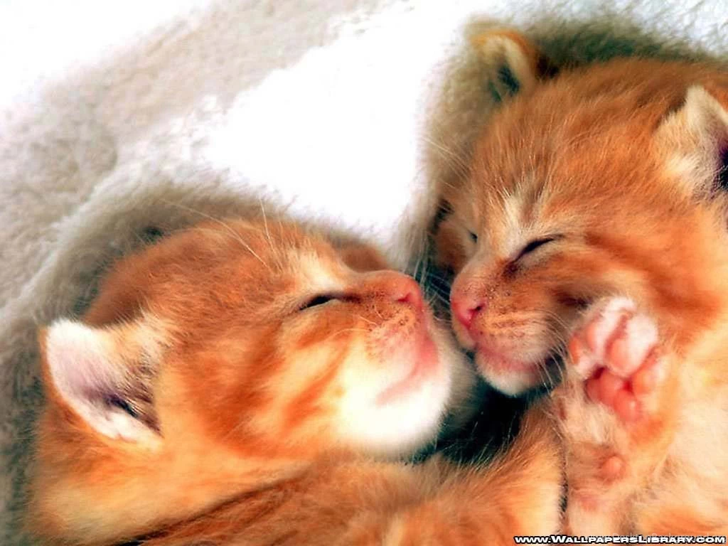 Wallpapers Cats Baby 1024x768