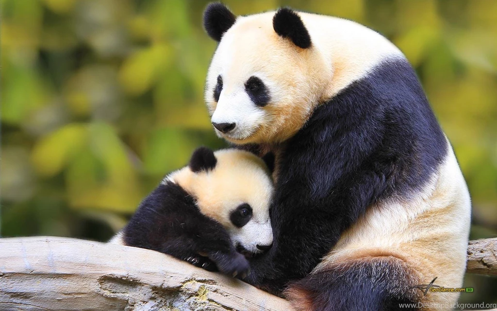 Baby Mother Wallpapers   Download Free Baby Mother Cute Baby Cat ...