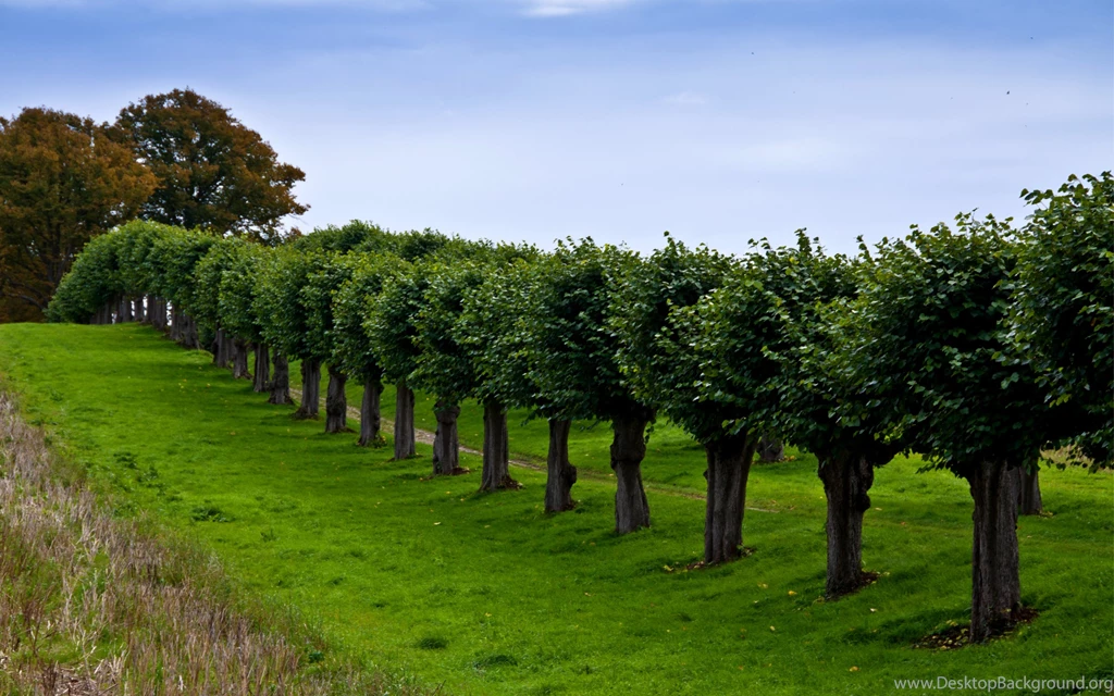 Vineyard Computer Wallpapers, Desktop Backgrounds