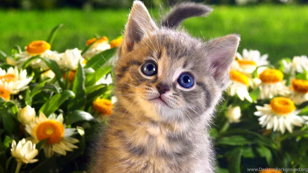 Download Free 100 Cute And Sweet Cat Wallpapers The Quotes Land