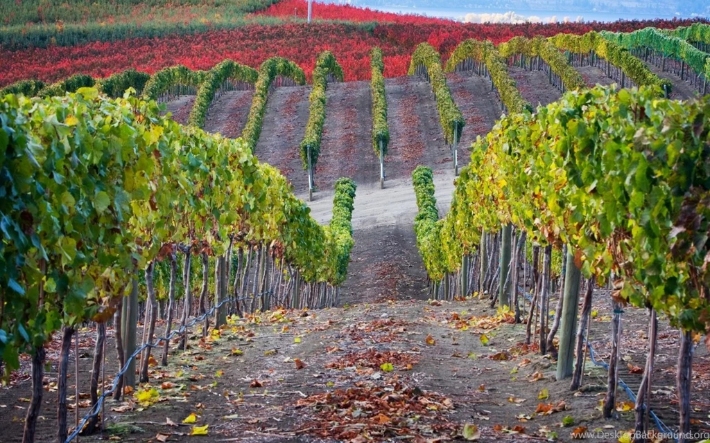 Vineyard Valley Windows 8 Wallpapers