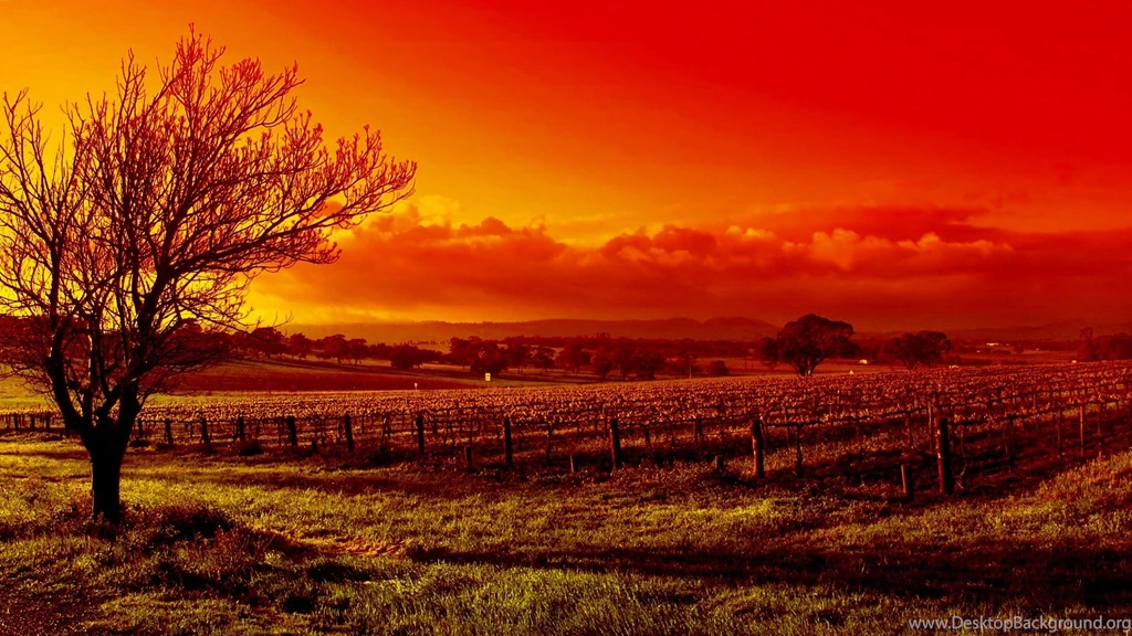 Vineyard Wallpapers, Desktop Wallpapers » GoodWP.com