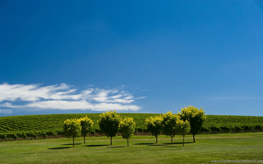 Vineyard Wallpapers And Images Wallpapers, Pictures, Photos