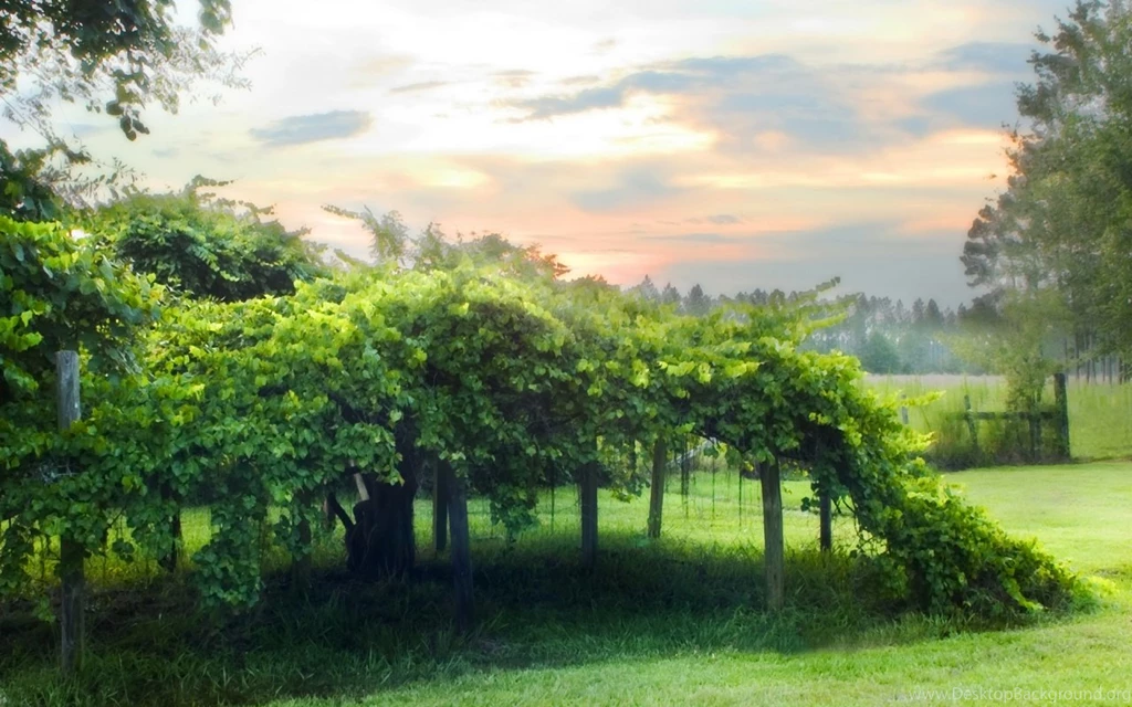 1280x800 Milkes Vineyard Desktop PC And Mac Wallpapers