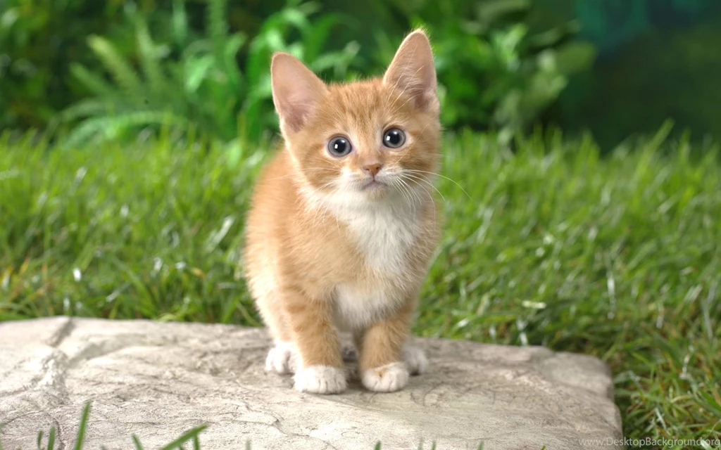 Santa, Claus, Kitty, Hd Cat Wallpapers, Kittens, Puffy Cats ...