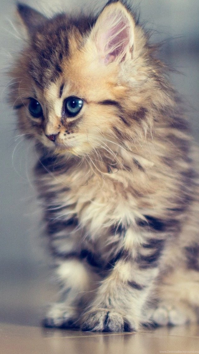 Baby Cat Mobile Wallpapers   Mobiles Wall