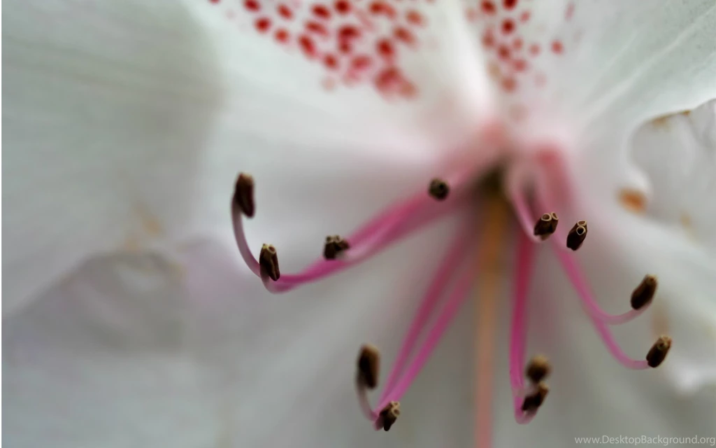 Wallpaper, Flowers, Custom, Search, Flores (