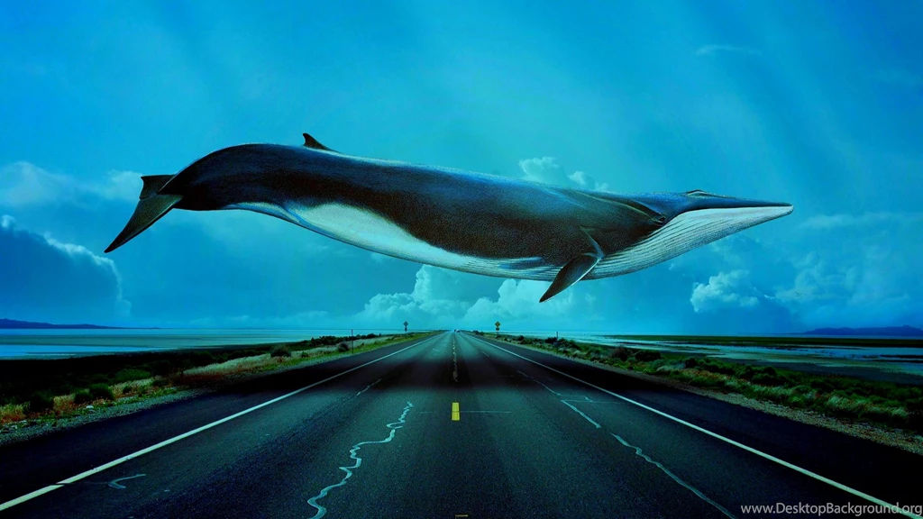 Blue Whale Desktop Pics Wallpapers 11932 Amazing Wallpaperz