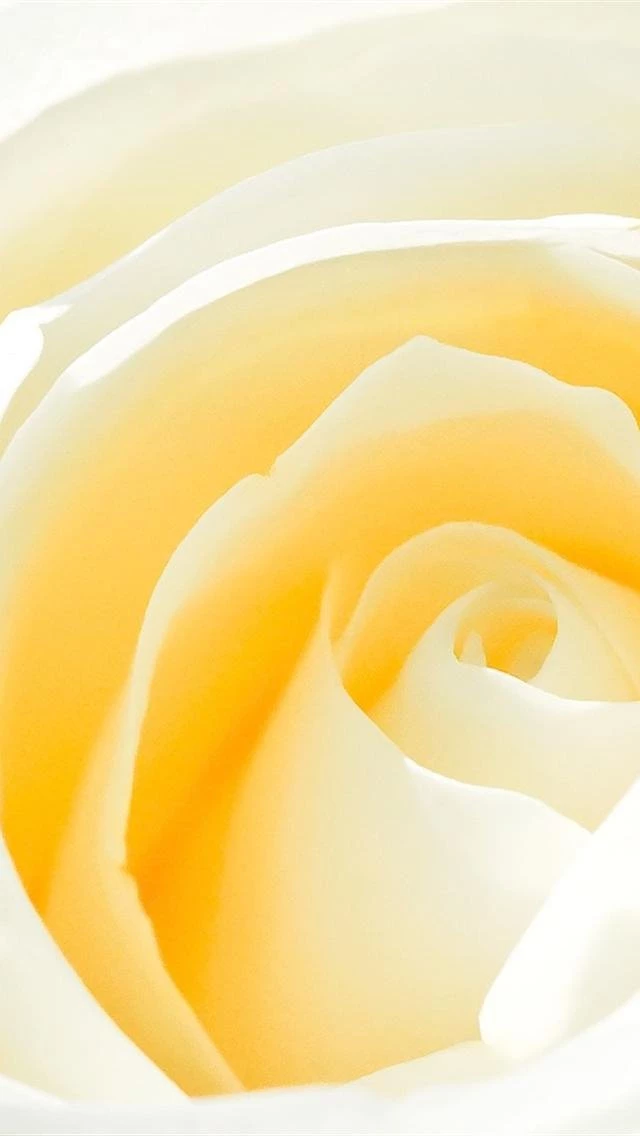 Yellow White Rose iPhone 5 Wallpapers Hd 640x1136 Wallpapers For ...
