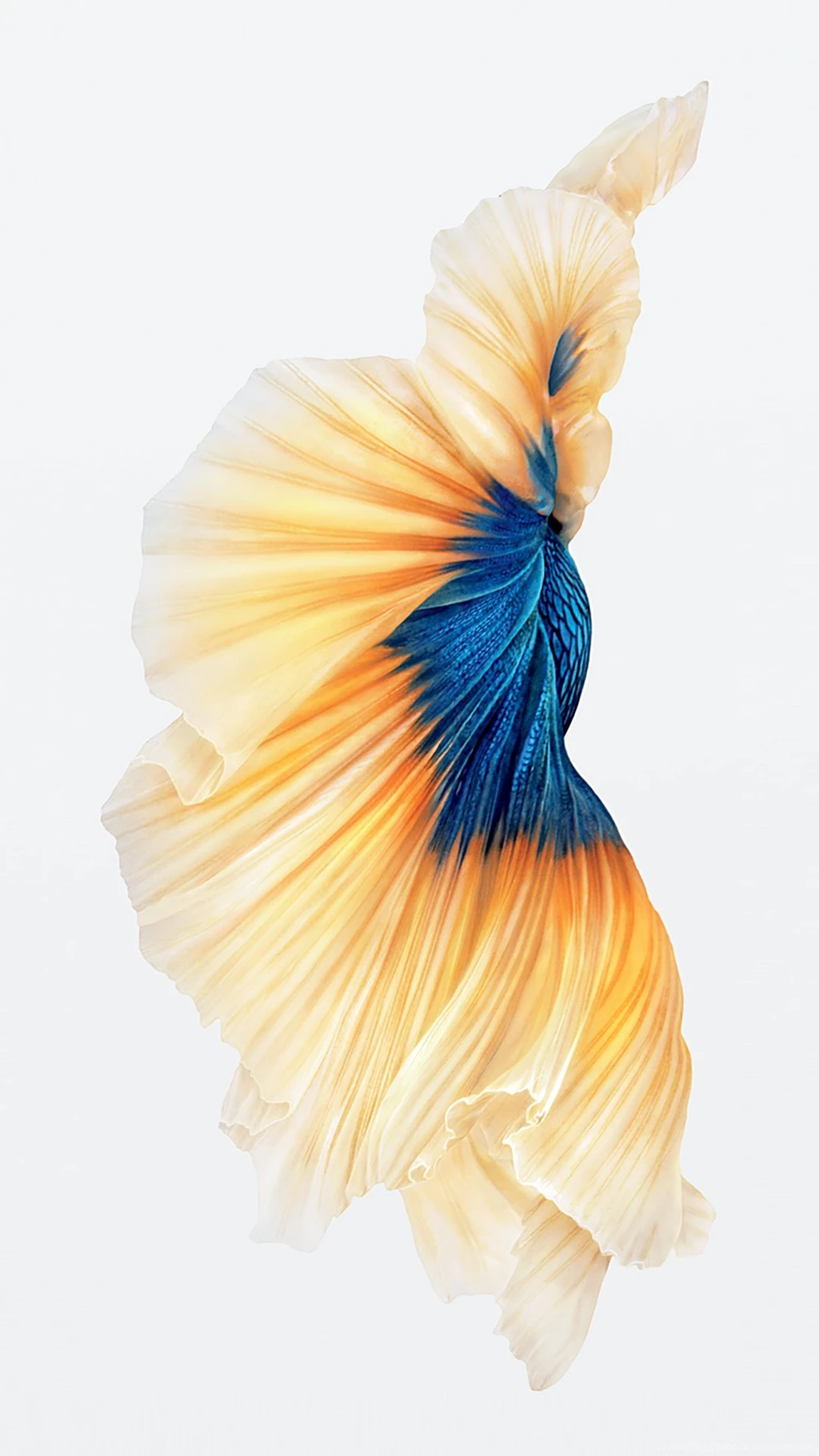 Introducing New Wallpapers In IOS 9! Download It Here! AppFromTop