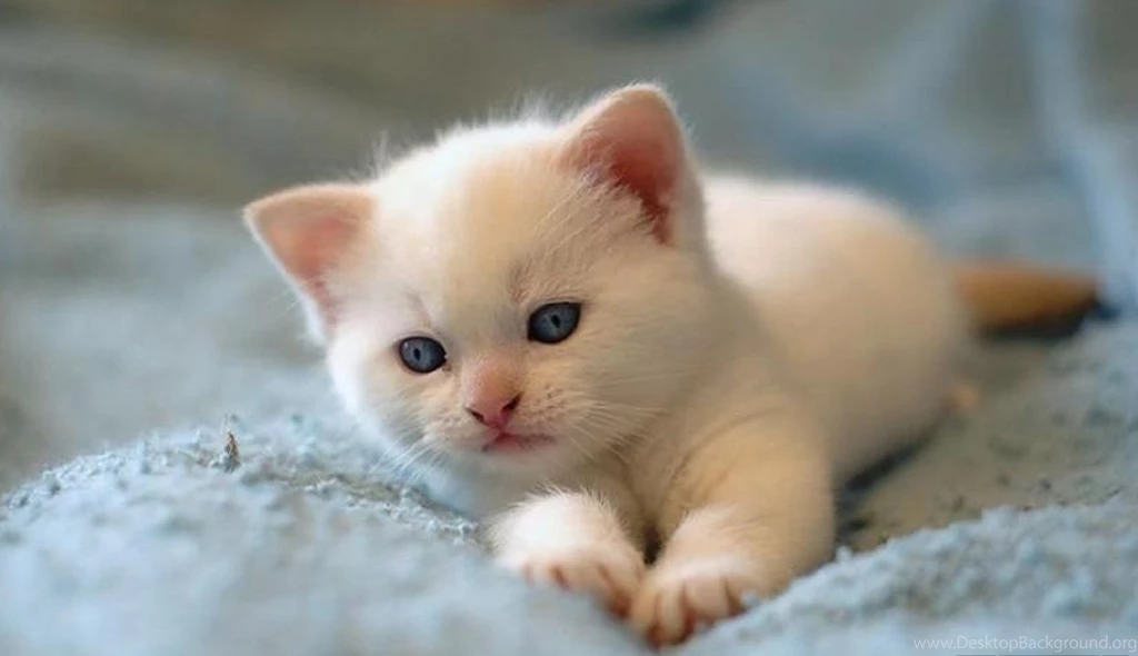 Free Cat HD Wallpapers Download   HD Great Images