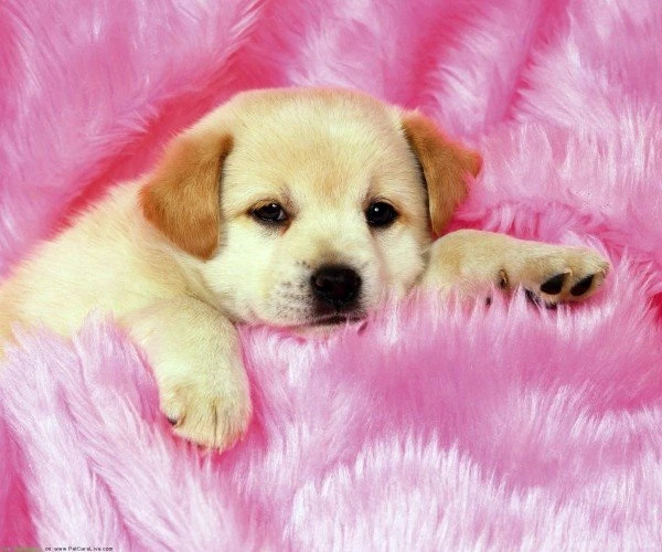 Cute Wallpapers For Download,desktop Wallpapers