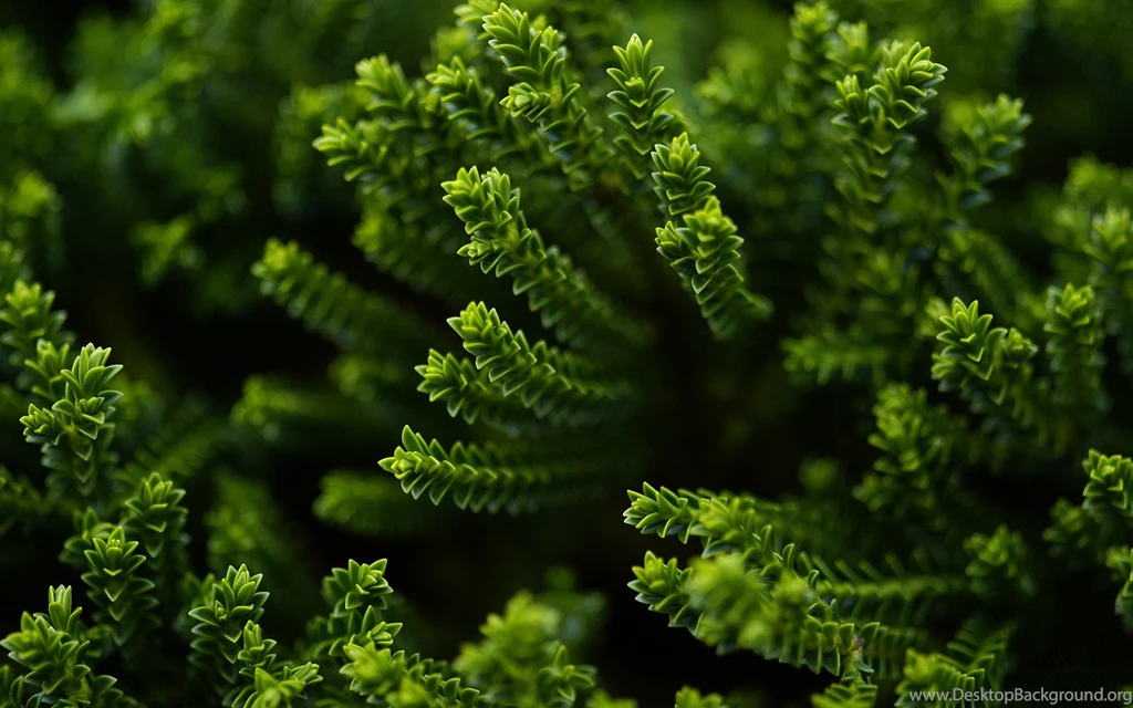 Nature Wallpapers HD Desktop